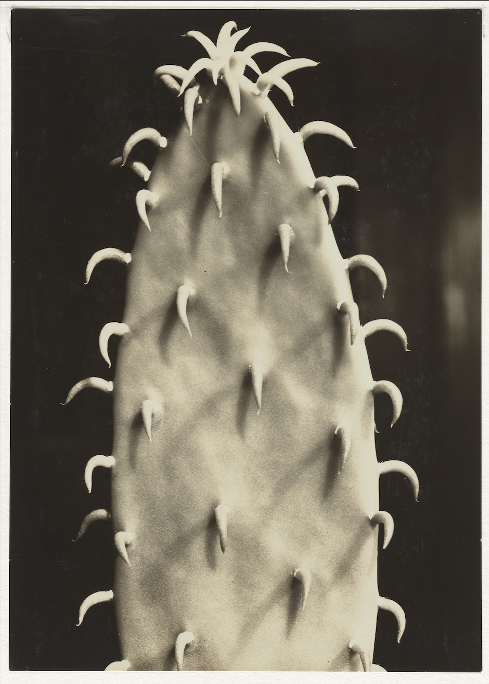 Aenne Biermann Kaktus, um 1929 Museum Ludwig, Köln Reproduktion: Rheinisches Bildarchiv Köln